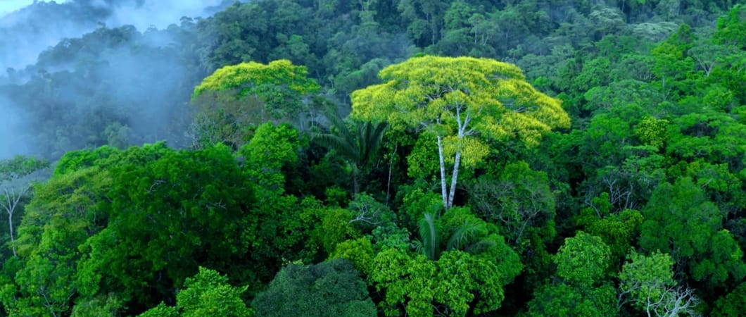 Video einer atemberaubenden Luftaufnahme verschiedener Bäume über dem Regenwald, Baumriesen im Nebel