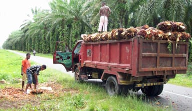 Ernte der Palmölfrüchte in Westpapua, Indonesien