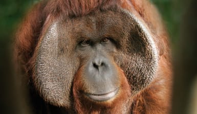 männl. Orang-Utan mit Backenwülsten, Borneo