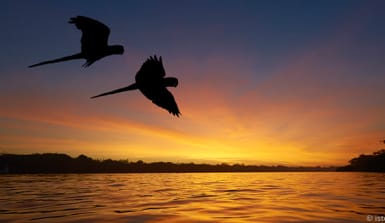 Umrisse zweier Papageien, die über den durch den Sonnenuntergang gefärbten Amazonas fliegen. 