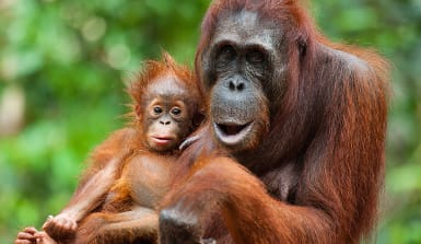 Eine Orang-Utan-Mutter hat ihr Baby auf dem Arm und freut sich im Regenwald