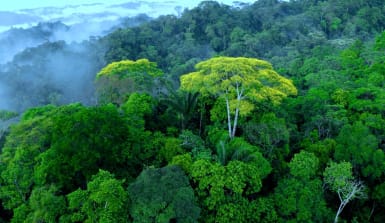 Video einer atemberaubenden Luftaufnahme verschiedener Bäume über dem Regenwald, Baumriesen im Nebel