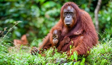 Orang-Utan Weibchen mit Baby sitzt im grünen Regenwald