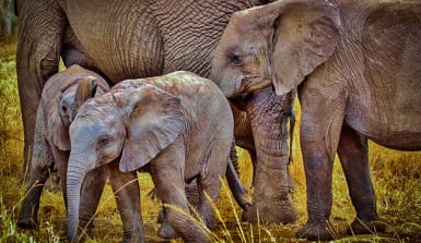 Zwei kleine Waldelefanten stehen vor zwei großen Waldelefanten