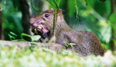 Aguti beim Fressen im Regenwald