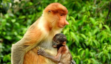 Nasenaffe mit Baby im Regenwald von Borneo