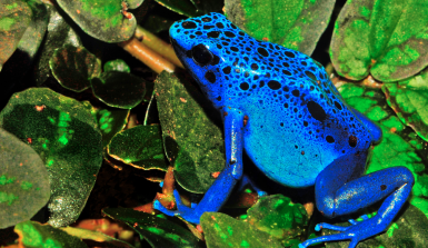 Knallblauer Frosch mit schwarzen Punkte zwischen grünen Blättern