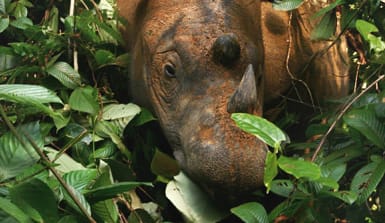 Ein Sumatra-Nashorn auf Borneo