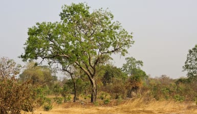 Junge Mahagonibäume im Kiang West Nationalpark in Gambia. Die langsam wachsenden Mahagonibäume erkennt man einfach an ihrem saftigen Grün inmitten der trockenen Landschaft. Selbst im Nationalpark werden die letzten verbleibenden Bäume gefällt. Obwohl die Bäume geschützt sind, erhält man für wenig Bestechungsgeld eine Lizenz zum Schlagen der Bäume.