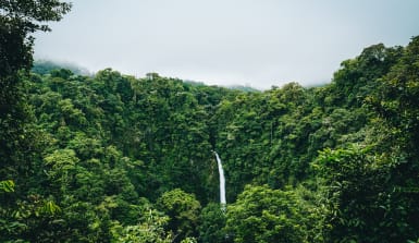 Ein üppiger Regenwald unter blaumen Himmel, aus dessen Mitte ein Wasserfall entspringt. 