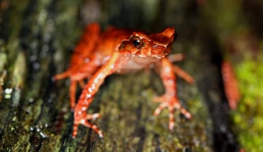 Orange-roter Asiatischer Zipfelkrötenfrosch im Sprung.
