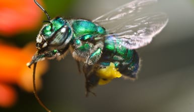 Grün-schillernde Biene fliegt eine rote Blüte an