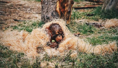 Orang Utan Baby in Holzwolle gewickelt