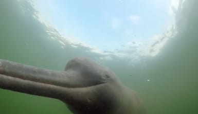 Ein Flussdelfin in Brasilien schwimmt vorbei