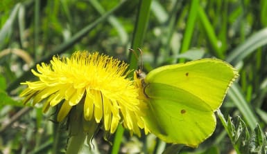 Grüner Schmetterling sitzt auf gelber Blüte