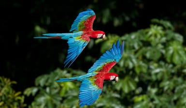 zwei fliegende Aras über den Baumkronen des Regenwaldes