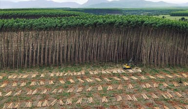 Eukalyptus-Plantage mit Erntemaschine, Brasilien