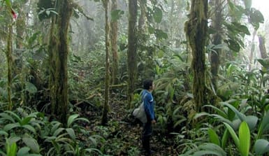 Ein Mann steht mitten im nebligen Regenwald