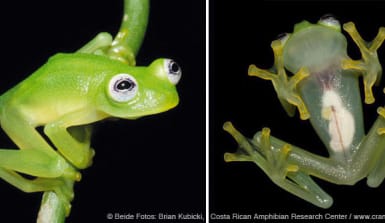  Knallgrüner Glasfrosch auf einem Ast