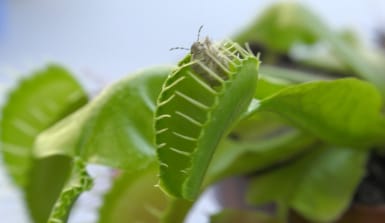 Venusfliegenfalle Fleischfressende Pflanze in Nahaufnahme