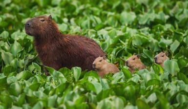 Capybara-Familie am Tietê River im Bundesstaat São Paulo state, Brasilien.