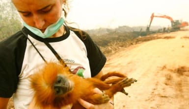 Eine Orang-Utan-Schützerin steht mit einem Äffchen im Arm vor einem abgebrannten Regenwald