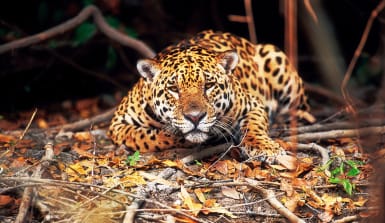 Ein Jaguar im Dickicht des Regenwaldes