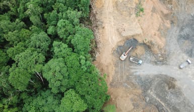 links ist intakter Regenwald, rechts für Ölpalmplantagen abgeholzter Regenwald