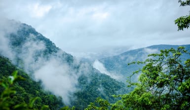 Baumreiche Hügel mit Nebel bedeckt