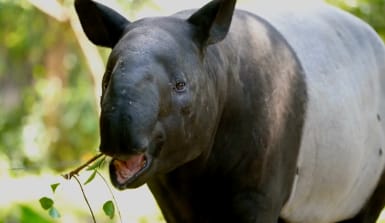 Ein Tapir frisst Blätter