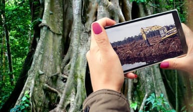 Eine junge Frau hält ein Smartphone mit einem Bild von abgeholztem Regenwald vor einem Urwaldriesen