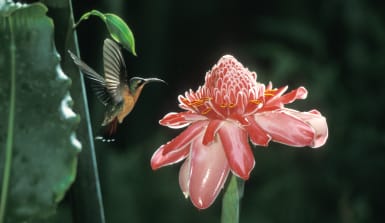 ein Kolibri fliegt die Blüte des Fackel-Ingwer an