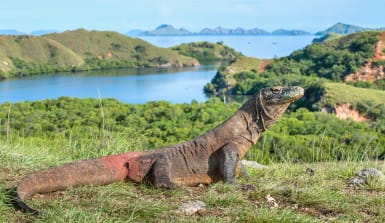 Männlicher Komodowaran auf einem Hügel über dem Meer