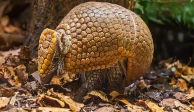 Nahaufnahme eines Südlichen Dreibindengürteltiers (Tolypeutes matacus)