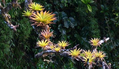 Bromelien im Regenwald