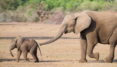 Ein kleines Elefantenbaby läuft vorne weg, eine afrikanische Elefantenkuh läfut mit ausgestrecktem Rüssel hinter ihm her. 