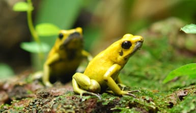 Zwei Schreckliche Pfeilgiftfrosch (Phyllobates-terribilis) sitzen auf einem mosbewachsenen, steinigen Boden, grüne Blätter im Hintergrund. 