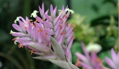 Lila Blume mit gelben Blüten