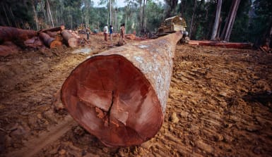 Ein Bulldozer zieht einen riesigen Baumstamm durch den abgeholzten Regenwald