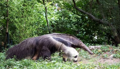 Großer Ameisenbär im Regenwald