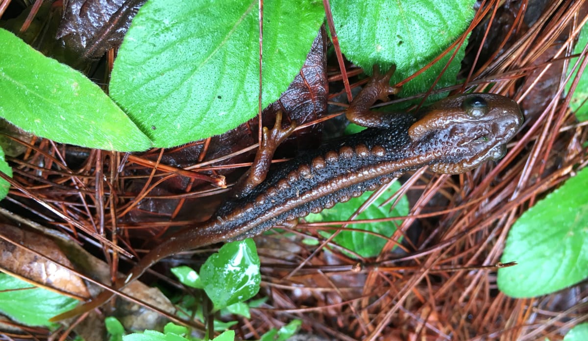 Bräunlich-schwarzer Krokodilmolch auf Blättern und Ästen