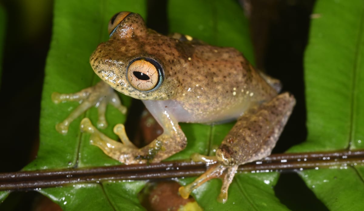 Die neu entdeckte Froschart Boophis Pikei, benannt nach Captain Christopher Pike aus Star Trek