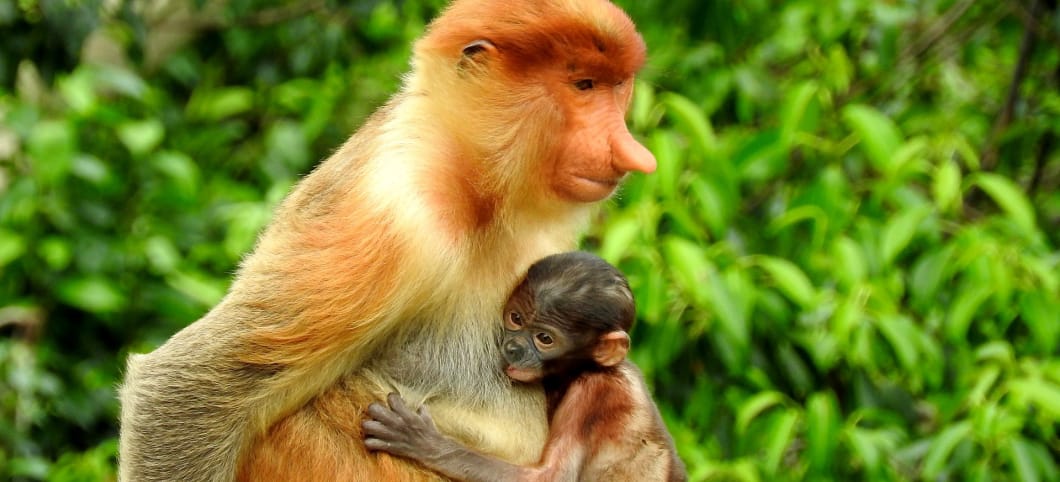 Nasenaffe mit Baby im Regenwald von Borneo