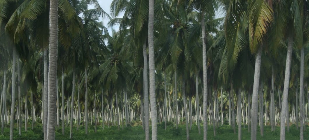 Blick in einer Plantage aus Kokospalmen